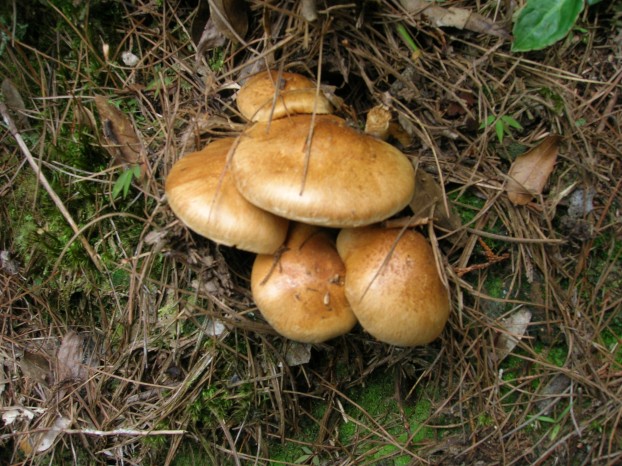 屋我尾山的蕈菇类